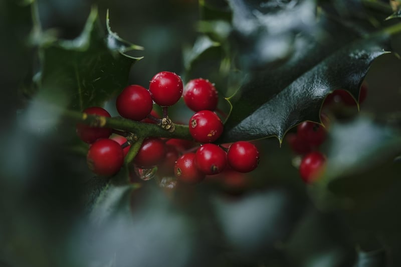 Organic Berries